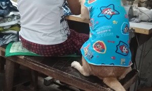 Dog Asks for Attention From Seamstress