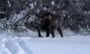 Beware of Moose Crossing