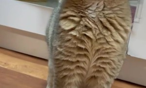 Luna Wants Attention And She Wants It Now