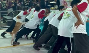 Dog Helps Guys Push Float at Carnival in Brazil