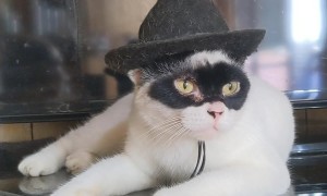 Zorro Cat Takes a Nap