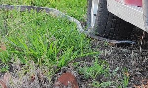 Finding a Large Black-Headed Python at Work