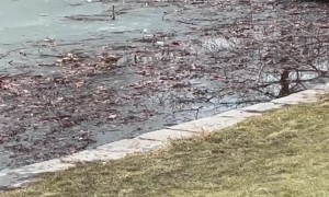 Woman Helps Dog Stuck in Icy Water
