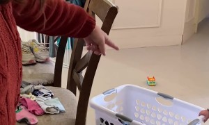 Working Dog Is Just Happy To Help With Laundry