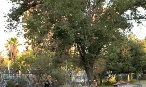 Incredible Skateboard Flip Trick