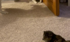 Dog and Cat Co-Parent