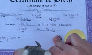 Puppy's Official Birth Certificate