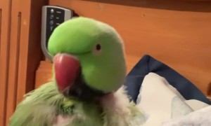 Parrot Wants To Be An Opera Singer