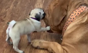 The Adventures Of Sara And Opie