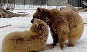 Bears Just Wanna Have Fun