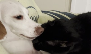 Dog And Cat Take Turns Licking Each Other