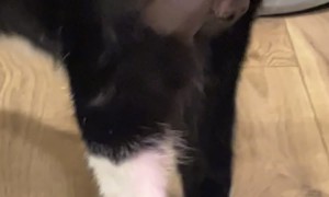 Benny The Baboon Cat