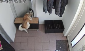 Husky Escapes With a Little Help From His Friend