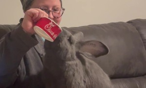 Rabbit Plays Tug of War for Chick-fil-A