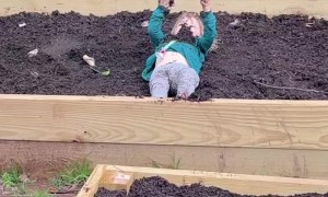 Toddler Plays in Garden Dirt