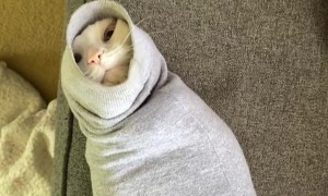 Cat Gets Stuck in Sweatshirt Sleeve