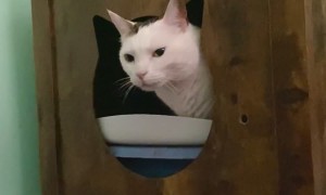 Cat Makes a Funny Face While Using the Litter Box