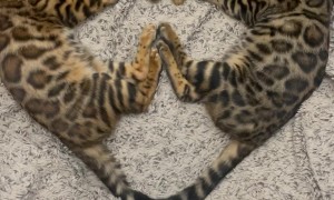 Heart Shaped Bengal Cats