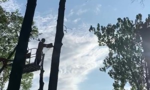 House Demolition and Tree Cutting Combo