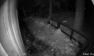 Black Bears Play on Front Deck