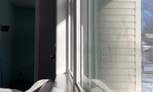 Great Dane Makes a Grand Entrance