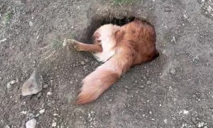 Rosie the Golden Retriever Makes Her Own Home