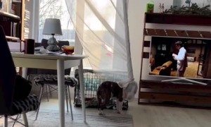 Hilarious moment dog wraps himself up in the curtain