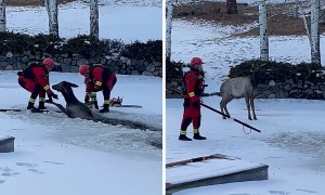 Hero firefighters rescue big elk from icy pond