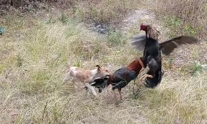 Puppy Tries to Stop Fighting Roosters