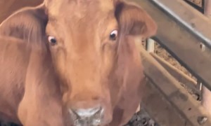 Cross-Eyed Cow Looks Like She Has Googly Eyes