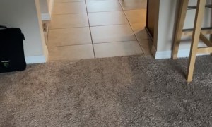 Oliver And His Moose