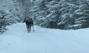 Encountering Moose Tracks On The Road