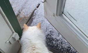 Feline Follows in Friend's Paw Prints