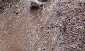 Fluffy White Dog Lays in Mud Puddle to Owner's Dismay