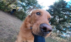 Dog Runs Around Yard With Camera