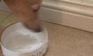 A Very Interesting Way To Drink Water