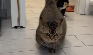 The Shortest Kitty Cat
