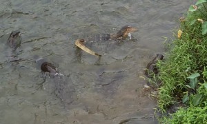 Otters Size Up The Resident Monitor Lizard