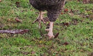 A Galloping Rooster Excited for Food