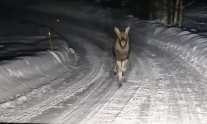Ever Been Swerved By A Moose?