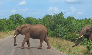 Herd of Elephants Crosses Road