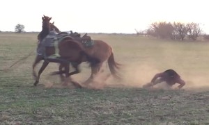 Mike And Jerry Take A Tumble