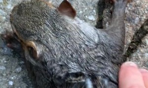 Saving a Drowning Squirrel