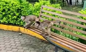 Don't Mess With The Monkeys