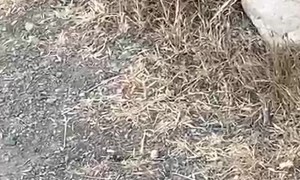 Dogs on Walk Wreck Spider's Day