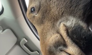 Hanging With a Moose