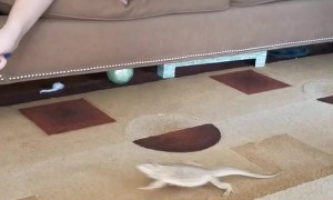 Bearded Dragon Chases After Cat Toy