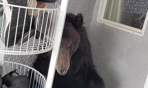 Bear Wants To Be Real Estate Agent