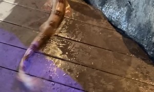 Girl Gets Bitten by Bamboo Shark at Aquarium Touch Pool