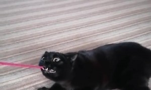 Cat Plays Tug of War